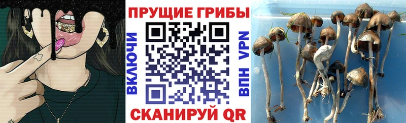 blacksprut   Богучар  Псилоцибиновые грибы мухоморы  магазин продажи наркотиков 